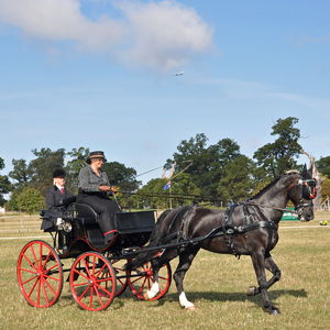 Everet Dressage